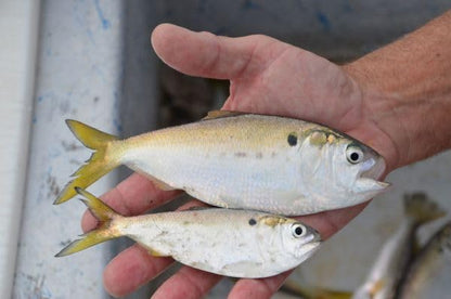 Baitfish Enhancement and Keeping Formula Additive for Minnow Buckets, Livewells and Bait Tanks. Keeps Holding Fish Alive Longer, Healthier, and Improves Performance Levels.
