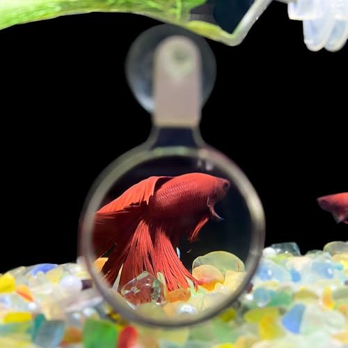 3 Pcs Aquarium Magnifying Acrylic Fish Tank Viewer Small Animal Plant Magnifier with Suction Cup Fish Tank Accessories