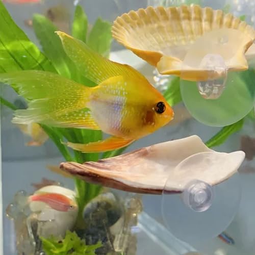 Betta Fish Resting Spot Shell Bed 4-Pack — Natural Habitat Style Hideout for Breeding, Spawning & Resting Betta Fish - color: color random 4pcs