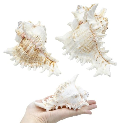 Fish Decorations for Tank, 2 Pack Large Natural Conch Shell, Branched Murex, Large Seashells Aquarium Decor Ornaments, Home Decorations, DIY Crafts