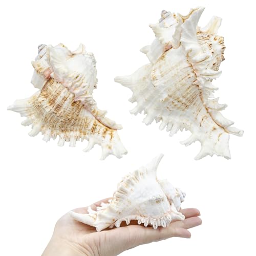 Fish Decorations for Tank, 2 Pack Large Natural Conch Shell, Branched Murex, Large Seashells Aquarium Decor Ornaments, Home Decorations, DIY Crafts