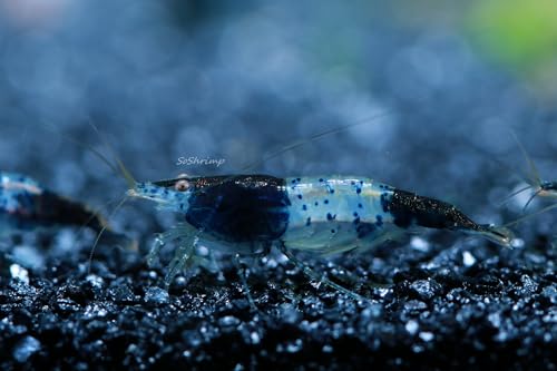 Live Freshwater Aquarium Shrimp - Neocaridina (Carbon Rili, 10 Pack) - color: Carbon Rili