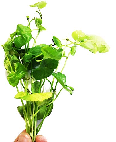 Brazilian Pennywort Potted Hydrocotyle Leucocephala Tropical Easy Live Aquarium Plants Decorations for Fish Tank BUY2GET1FREE Eco Friendly