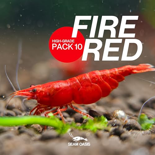 Fire Red Premium High-Grade Cherry Shrimp Neocaridina Freshwater Aquarium, Live Shrimp Freshwater Aquarium Live Arrival Guarantee (Pack 10) - color: Red, size: 10