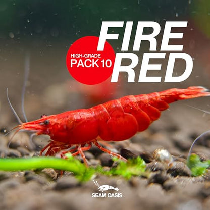Fire Red Premium High-Grade Cherry Shrimp Neocaridina Freshwater Aquarium, Live Shrimp Freshwater Aquarium Live Arrival Guarantee (Pack 10) - color: Red, size: 10