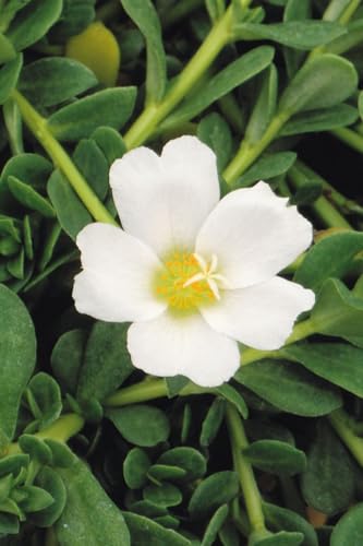 White Purslane Live Plants | Pack of 2 (Two) | 5-9" Tall | Moss Rose Portulaca | Drought Tolerant Trailing Succulent for Hanging Baskets & Rock Gardens | Heat Loving Moon Garden Blooms