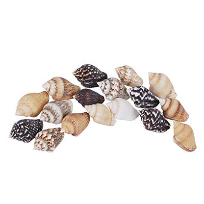 2000 PCS Tiny Mini Small Sea Shells for Crafting Spiral Conch Shells for Crafts Charms for Home Decorations Candle Decor DIY Fish Tank and Beach Vase Filler
