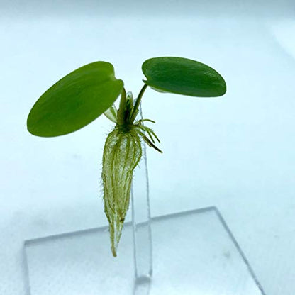 Floating Plant Combo Pack! (Amazon Frogbit, Red Root Floater, Dwarf Water Lettuce, Water Spangles) (Plants Only) - size: Plants without Invisible Feeding Ring
