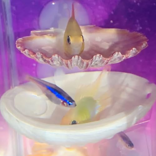Betta Fish Resting Spot Shell Bed 4-Pack — Natural Habitat Style Hideout for Breeding, Spawning & Resting Betta Fish - color: color random 4pcs