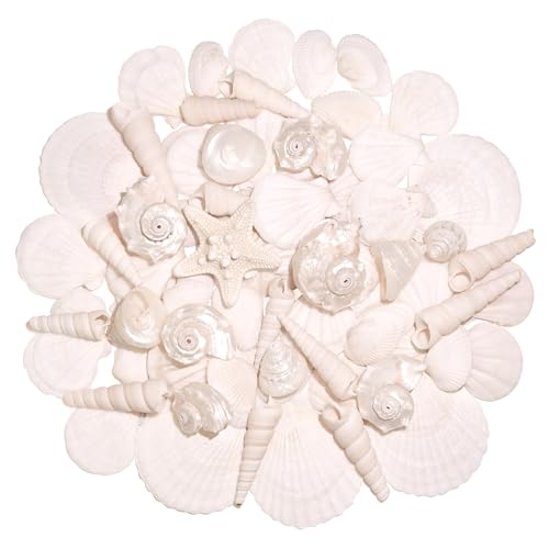 Silver White Sea Shell Mixed Ocean Shells Set, 1.2"-2.6" Various Sizes Natural Seashell & Starfish for Beach Themed Decor, DIY Crafts, Vase Fillers, Fish Tank, Home, Wedding & Party Decoration