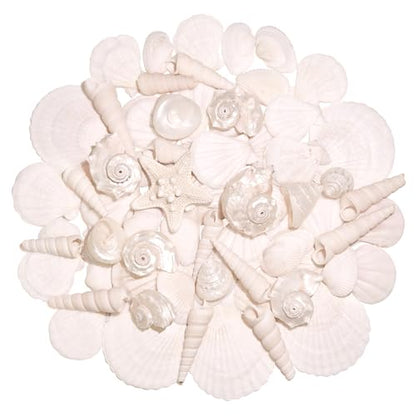 Silver White Sea Shell Mixed Ocean Shells Set, 1.2"-2.6" Various Sizes Natural Seashell & Starfish for Beach Themed Decor, DIY Crafts, Vase Fillers, Fish Tank, Home, Wedding & Party Decoration