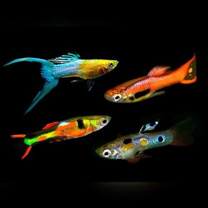 Neat&Tidy Assorted Endler Males (10 Fish Pack) - Live Fish for Aquarium Exotic Freshwater Live Fish, Live Aquarium Fish, Live Fish, Live Freshwater Fish Freshwater Fish Live Buy Live Fish