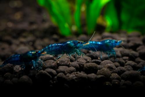 20 Blue Dream Supreme Gene Shrimps Live Freshwater Shrimp Aquarium Neocaridina, Live Arrival Guarantee - color: Blue, size: 20