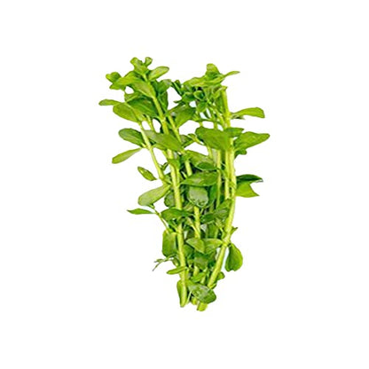 Moneywort Bacopa Monnieri Live Aquarium Plant Stem Bundle Freshwater Easy Beginner Background Plant - Low-Medium Light - size: Bunch