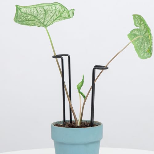 10 Pack Indoor Plant Support for Monstera Trellis Stakes and Stem Holder - Perfect for Small Indoor Plants, Desktop Gardens & Flower Shelf Use, Easy to Set Up and Efficient Support - color: Black, size: 8.7 Inch H