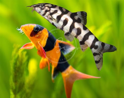 Swimming Creatures 1 Clown Loach (Tiger Botia) & 1 Yoyo Loach (Botia almorhae) Freshwater Aquarium Fish, Approx Size: 1"