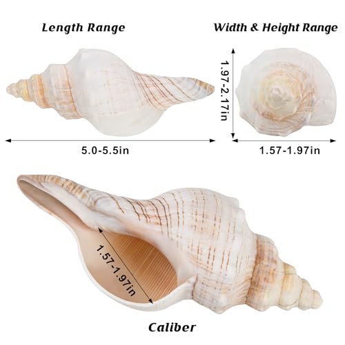 2PCS Conch Shell Large Natural Seashells Perfect for Fish Tank Wedding Decor Beach Theme Party Home Decorations