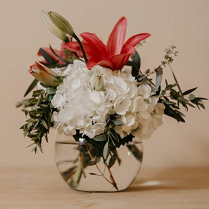 WGV Bowl Glass Vase Bulk, Diameter 8", Height 6", Open Width 5", (Multiple Sizes Choices) Clear Bubble Planter Terrarium Fish Bowl for Wedding Event Home Decor, 6 Pieces (VBW0008A) - size: 8"D 1 Case