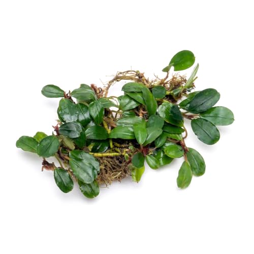 Bucephalandra Brownie Athena Live Aquarium Plant - Natural Freshwater Fish Tank Decorations, Aquatic Décor - Small Clump (3-5 Plants)