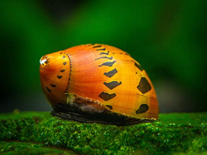 Aquatic Arts 3 Live Tiger Nerite Snails | Aquarium Background Accessories | Safe in Freshwater Tetra/Guppy/Betta Fish Tank