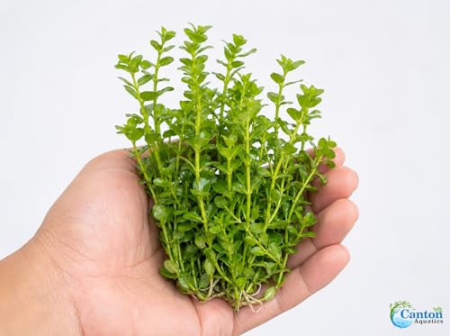 Bacopa Monnieri Moneywort Potted - Live Aquarium Plant for Freshwater Fish Tank, Easy Beginner Background Stem Plant, No CO2 Required, Greenhouse Grown in Texas - size: 2" Pot