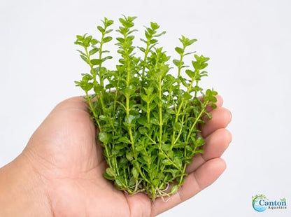 Bacopa Monnieri Moneywort Potted - Live Aquarium Plant for Freshwater Fish Tank, Easy Beginner Background Stem Plant, No CO2 Required, Greenhouse Grown in Texas - size: 2" Pot