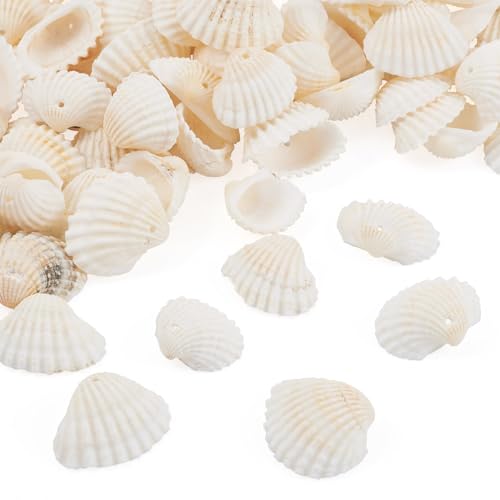 Craftdady Natural Clam Shell Pendants 21.5-24.5x8.5-11.5 Beach Ocean Seashell Beads Charms for Vase Filler Fish Tank Jewelry Making Hole:1.5-1.6mm, About 117pcs/Box - color: Natural Color, 21.5-24.5mm