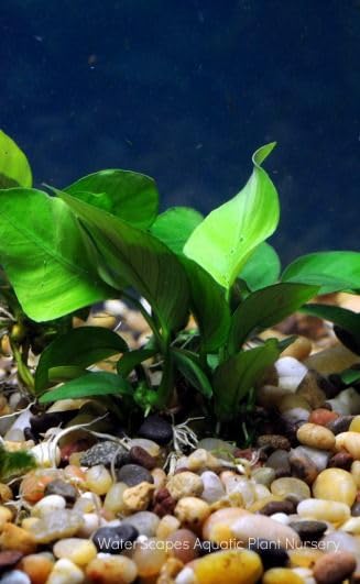 Anubias Barteri Pot Broad Leaf Anubias Easy Live Aquarium Plants Aquatic Plants Buy 2 G1F