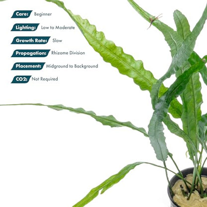 Java Fern Live Aquarium Plants - Potted Freshwater Plant for Fish Tanks - Beginner Friendly, Low Light (Needle Leaf, 5 Pots) - color: Needle Leaf, size: Pot - 5 Count