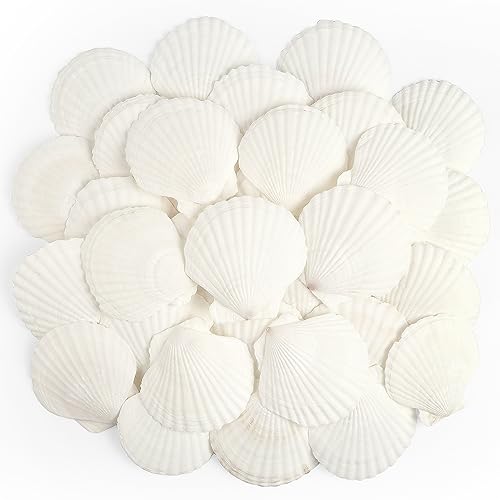 Jangostor 20 PCS Scallop Shells Natural Seashell, 2.3" to 3.5" White Scallop Shells Large Seashells for Crafts Wedding Decor Beach Theme Party, Fish Tank and Vase Filler - color: 2.3''-3.2''