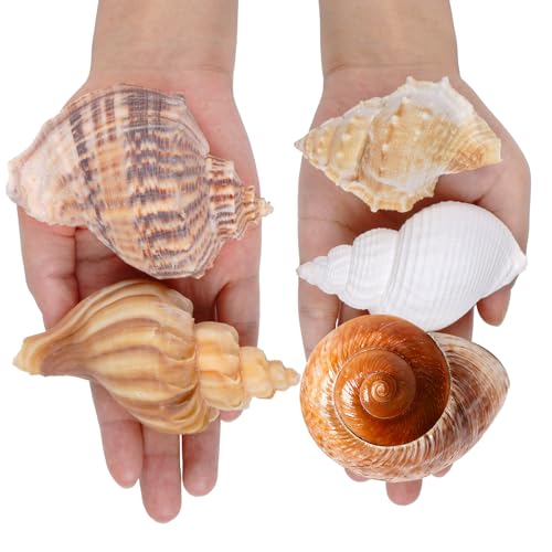 5Pcs Hermit Crab Shells Natural Sea Conch Size: 2"-3" Turbo Seashells for Hermit Crab Supplies Hermit Crab House for Décor No Paint or Dye (Opening Sizes: 1.2-2 inches)