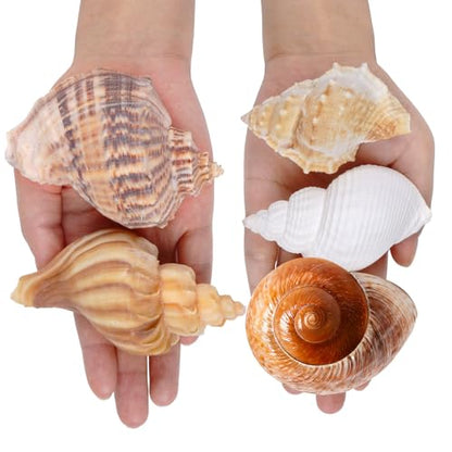 5Pcs Hermit Crab Shells Natural Sea Conch Size: 2"-3" Turbo Seashells for Hermit Crab Supplies Hermit Crab House for Décor No Paint or Dye (Opening Sizes: 1.2-2 inches)