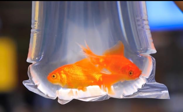 Fishery Bags 3 Inches Leak Proof Rounded Bottom Clear Plastic Fish Bags for Shrimps and Betta Fish Transport. (3" x 14" / 100 Pack / 2 Mil) - size: 3" x 14" / 100 Pack / 2 Mil