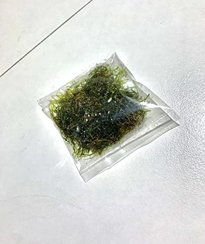 Christmas Moss Vesicularia Montagnei Live Freshwater Aquarium Plant Live Aquarium Moss Buy 2 Get 1 Extra