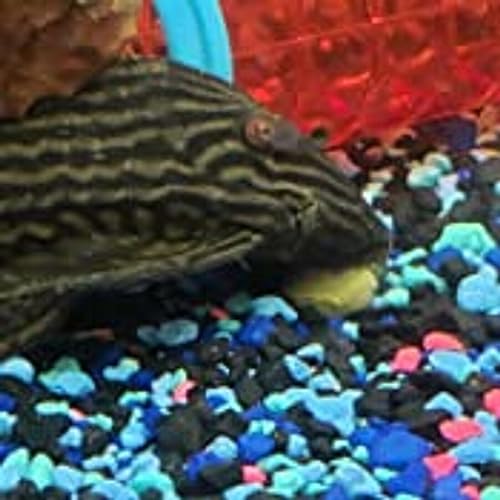 16mm - 5/8" Medium/Large Sinking Wafers of Algae, Spirulina, Veggies for All Tropical Fish, African Cichlids, Shrimp, Snails, Crabs, Catfish, Plecos..…1-lb 0.3oz Clear Bag