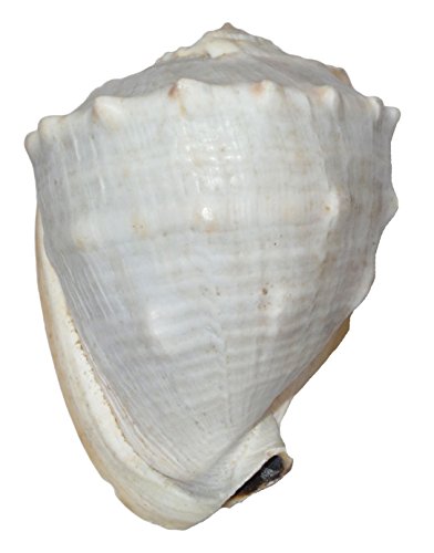 U.S. Shell Inc. 05204 Queen Helmet Shells 5 to 6",