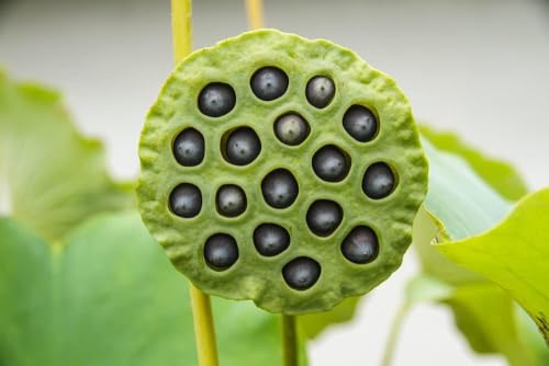 Lotus Seeds for Planting – 30 Pack Water Lotus Flower Seeds, Grow in Bowl, Koi Pond or Container, Easy Aquatic Bonsai Plants, Fast Germination Water Garden Flowers, Beginner Friendly