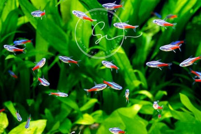 6 Neon Tetra (Paracheirodon innesi) Freshwater Aquarium Fish Live (Approx. Size 1.5 cm) (1-2cm, 6, Count)