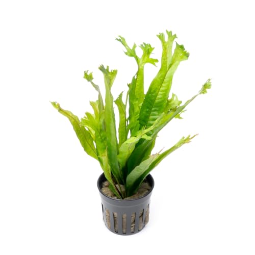 Java Fern Live Aquarium Plants - Potted Freshwater Plant for Fish Tanks - Beginner Friendly, Low Light (Thor's Hammer, 1 Pot) - color: Thor's Hammer, size: Pot - 1 Count