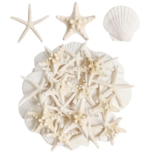 16 Pieces Starfish and Scallop Shells for Crafts 2.6"-3.8" Large Seashells Natural Sea Shells for Crafts Christmas Decor Beach Party Wedding Fishtank