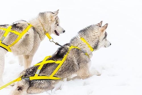 Neewa Pro Sled Dog Harness (Yellow, Medium (Neck 17 Chest 29 Back 20))