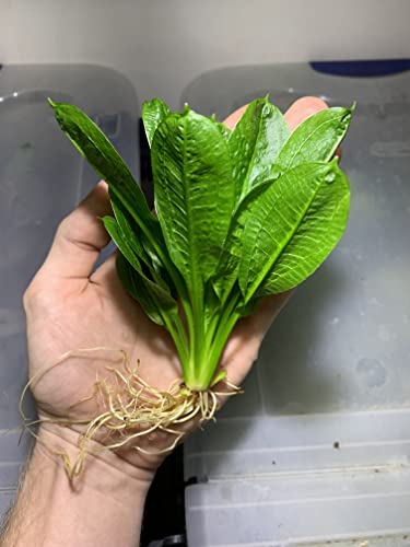 Rosette Sword Echinodorus Parviflorus Live Aquarium Plants Rooted Bundle for Fish Tank Buy 2 Get 1