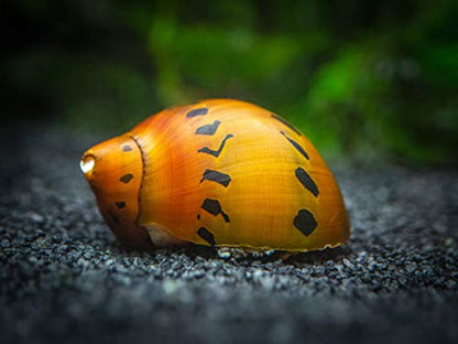 Aquatic Arts 3 Live Tiger Nerite Snails | Aquarium Background Accessories | Safe in Freshwater Tetra/Guppy/Betta Fish Tank