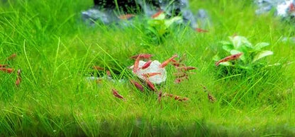 Calcium Enriched Sinking Food Disks for Shrimp, Snails, Crabs, Crayfish, Hermit Crabs, Plecos, Catfish, Bottom Fish, All Tropical Fish. 25 Small & 25 Medium Discs Jar
