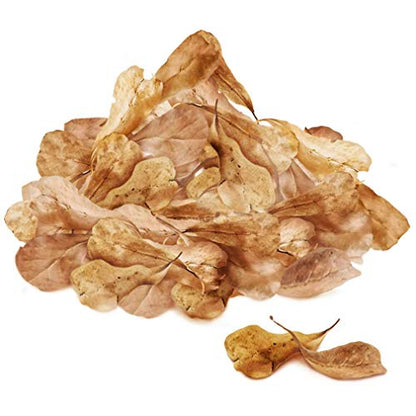 SunGrow 50 Pcs Mini Catappa Indian Almond Leaves for Shrimp Aquariums, Lowers Your Tank's pH and Pet Stress, Creates Better Environment, Unique Practical Decor