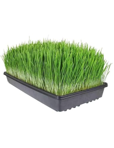 Living Whole Foods 10 Pack of Durable Black Plastic Growing Trays (Without Drain Holes) 21" X 11" X 2" - Flowers, Seedlings, Plants, Wheatgrass, Microgreens & More - size: 10 pack