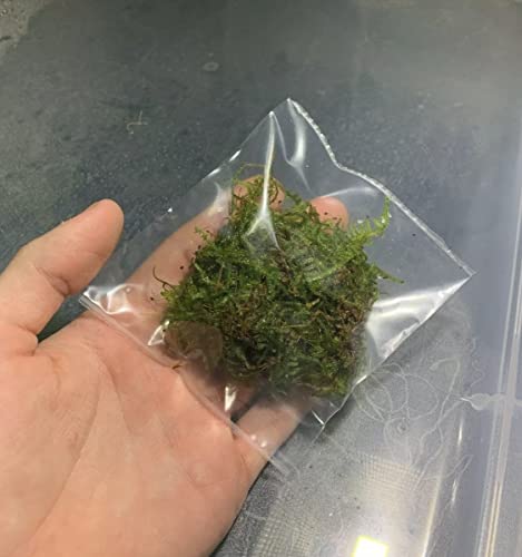 Christmas Moss Vesicularia Montagnei Live Freshwater Aquarium Plant Live Aquarium Moss Buy 2 Get 1 Extra