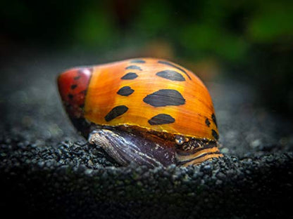 Aquatic Arts 3 Live Tiger Nerite Snails | Aquarium Background Accessories | Safe in Freshwater Tetra/Guppy/Betta Fish Tank