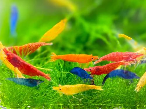 Mix Neocaridina Shrimps for Freshwater Aquariums (Pack of 10) - color: Mix, size: 10