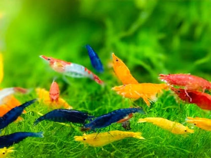 Mix Neocaridina Shrimps for Live Shrimp Freshwater Aquarium - Live Shrimp Arrival Guarantee (Pack of 40, Mixed) - color: Mix, size: 40